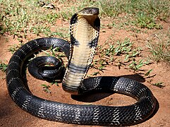 Ophiophagus hannah, un Elapidae