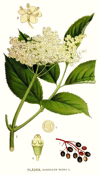 File:62 Sambucus nigra.jpg