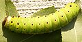 5th instar caterpillar.