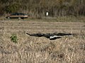 Ridgefield National Wildlife Refuge