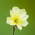 1 Bloem van een Oenothera stricta 'Sulphurea'. 24-06-2021 (actm.) 01 uploaded by Agnes Monkelbaan, nominated by Agnes Monkelbaan,  13,  0,  0