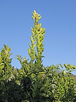 Follaje de naranjo (Citrus sinensis)