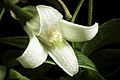 Clematis clarkeana