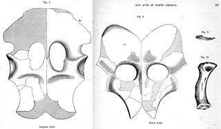 Illustrations en noir et blanc d'os plaqués avec des trous