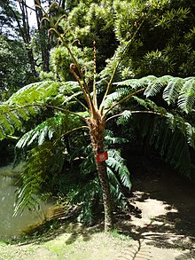 Cyathea crinita in Hakgale Botanical Garden