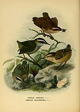 Bush wren and rock wren