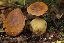 Pseudoboletus parasiticus mushrooms growing out of a Scleroderma citrinum mushroom