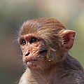 Baby Rhesus macaque in Kathmandu, Nepal