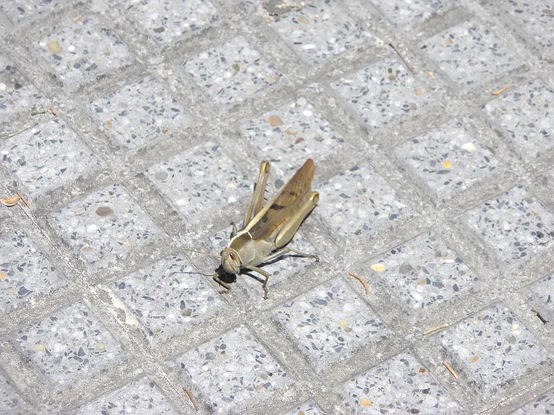 File:Saltamontes tomando el sol.jpg