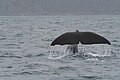 Un grand cachalot vu d'un bateau d'observation des balienes au large de Kaikoura