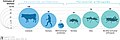 Image 33Biomass distribution of humans, livestock, and other animals (from Livestock)