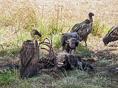 A wake of white-backed vultures eating a wildebeest carcass in Maasai Mara