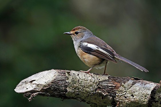 Madagascar magpie-robin (Copsychus albospecularis pica)