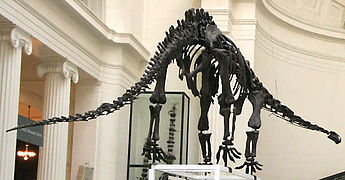 Mamenchisaurus, Field Museum.jpg