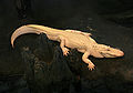 Image 6 Albino alligator