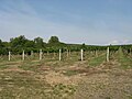 Image 3A vineyard in Brhlovce, Slovakia (from Viticulture)