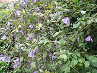 Clematis viticella