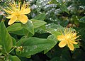 L'arba bicchina, Hypericum hircinum