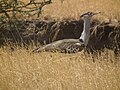 near Lake Natron, Ngorongoro, Tanzania