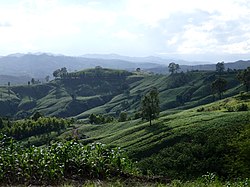 Pa Laeo Luang forest