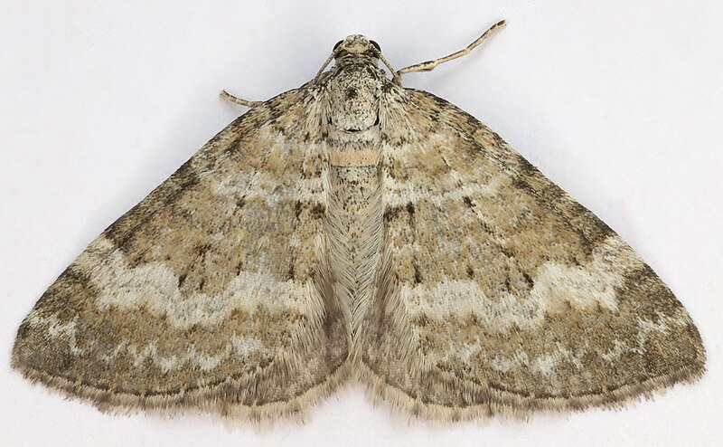 File:Perizoma albulata, Grass Rivulet, Minera, North Wales, May 2018.jpg