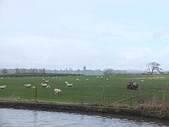 Sheep Farming at Marston - geograph.org.uk - 4904237.jpg