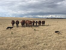 Two dogs approach a group of cows in a field, one from each side. One of the dogs is crouching and the other walking upright towards the cows.