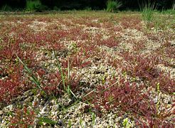 Mittlerer Sonnentau (Drosera intermedia) in einem Moor bei Hermannsburg