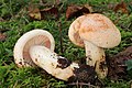 Hygrophorus pudorinus