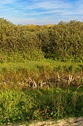 Texel - De Muy - Nature Reserve 03.jpg