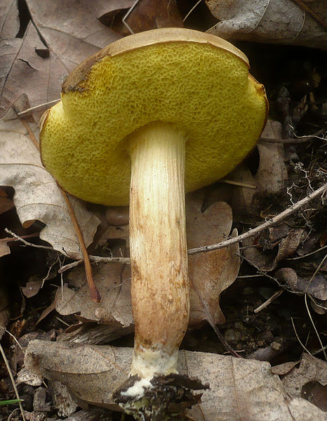 File:2012-06-15 Xerocomus subtomentosus (L.) Fr 228138 crop.jpg