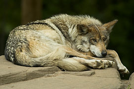 Lobo mexicano