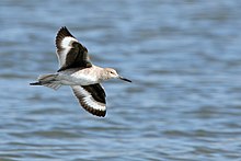 Willetsnipe i flukt syner eit karakteristisk mønster på undersida av vengene Foto: Mike Baird bairdphotos.com