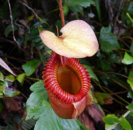 Gauruotasis ąsotenis (Nepenthes villosa)