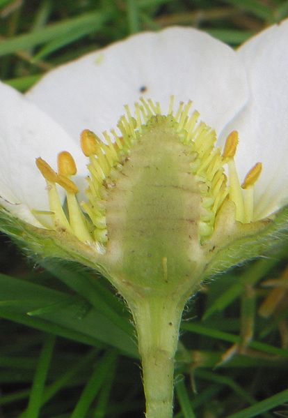 File:Aardbei bloembodem vlezig.jpg