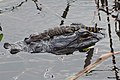 54 Alligator mississippiensis 113744549 uploaded by Nosferattus, nominated by Nosferattus,  11,  4,  0