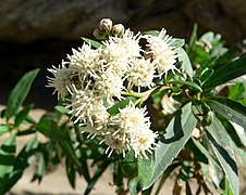 Baccharis salicifolia[англ.]