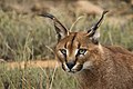 4. Karakál (Caracal caracal) Dél-Afrikában, a Hegyi Zebra Nemzeti Parkban (Mountain Zebra National Park) (javítás)/(csere)