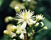 Clematis vitalba  Type species