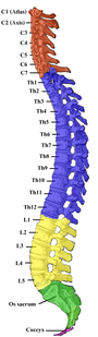 Numbering order of the vertebrae of the human spinal column