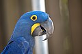 Hyacinthine macaw