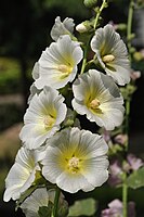 Alcea sp.