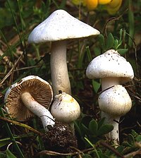 Inocybe geophylla var. geophylla