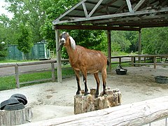 Petting zoo area.