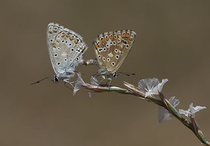 Polyommatus syriaca