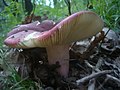 Russula alutacea