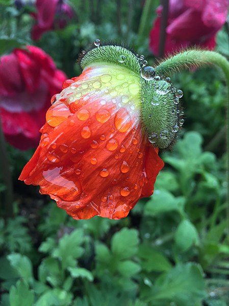 File:Rain Flower (110258213).jpeg