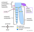 Image 13Generalized arthropod biramous limb. Trueman proposed that an endite and an exite fused to form a wing. (from Insect flight)