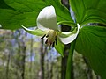 Nodding trillium (Trillium cernuum)