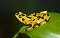 Panamanian golden frog